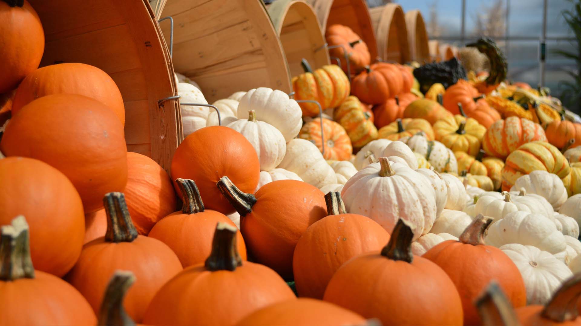 Four ways to make the most out of Family Fall flavours